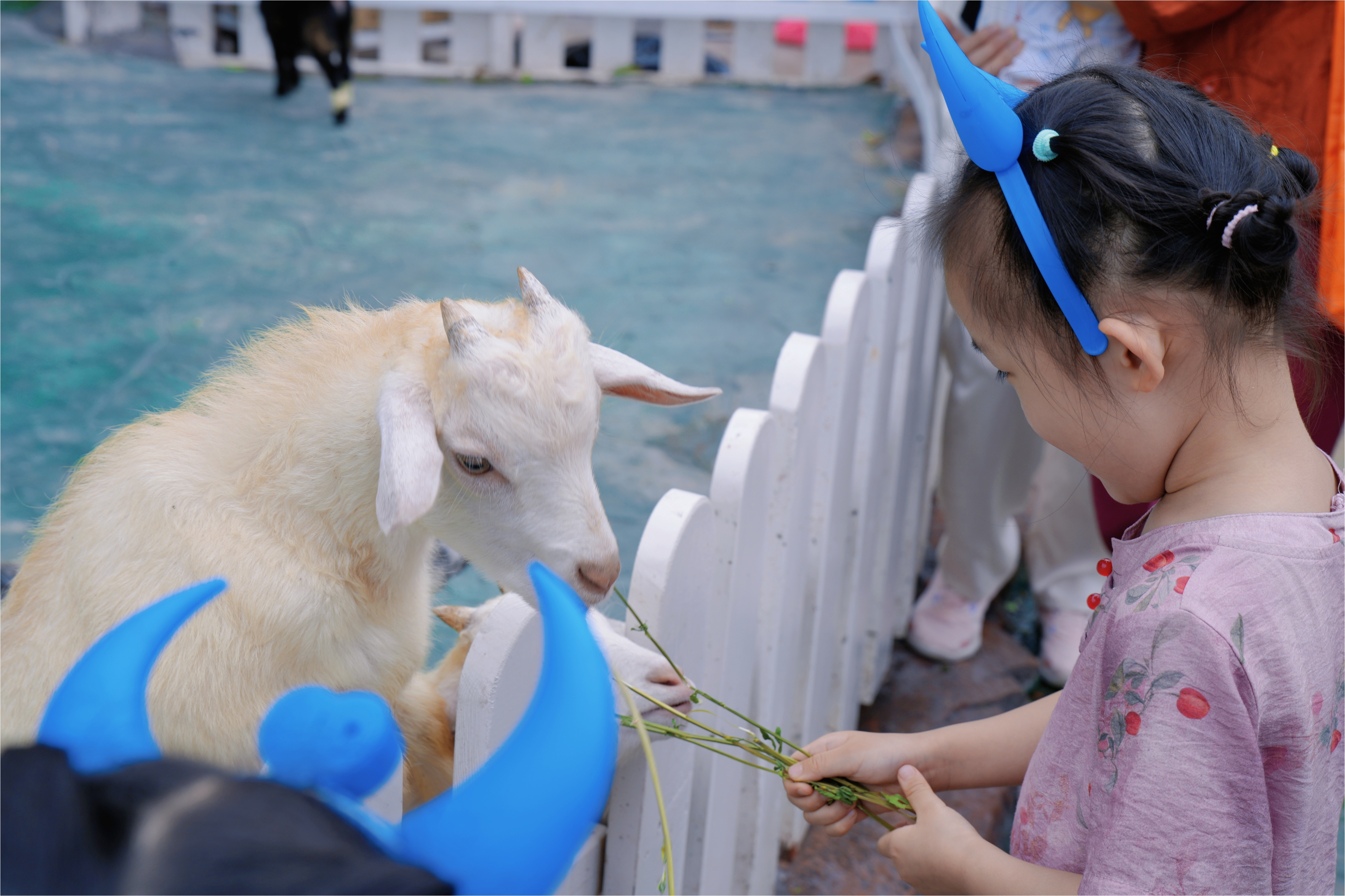 侏儒羊喂食表演秀