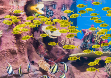 黃金鲹喂食互動