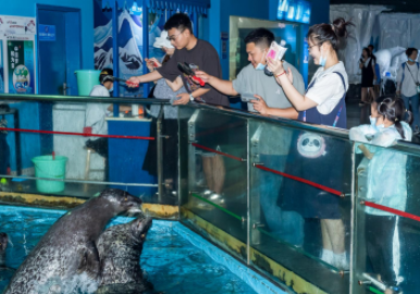海豹喂食互動(dòng)