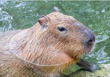 卡皮巴拉喂食表演秀