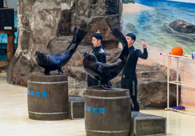 海獅表演