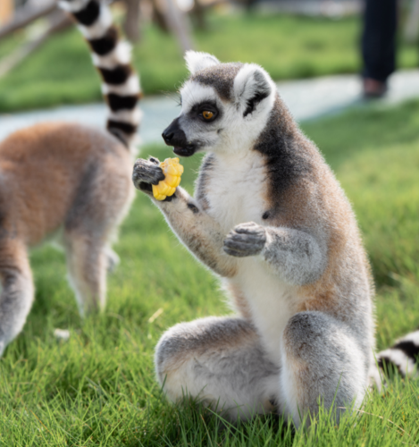 环尾狐猴喂食互动